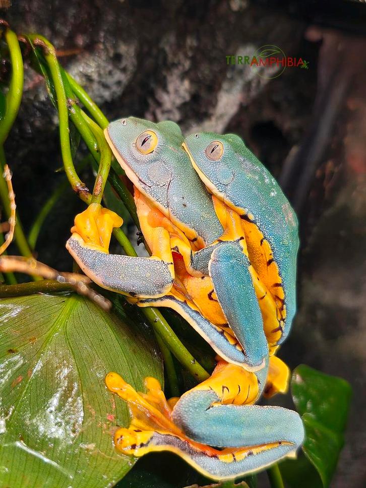 Cruziohyla sylviae 'Sylvia's boomkikker'