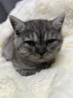 Britse kort haar kittens te koop, Dieren en Toebehoren, Meerdere dieren, 0 tot 2 jaar