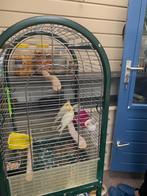 2 parkiet vogels 1 vrouwtje en 1 mannetje met kooi inclusief, Dieren en Toebehoren, Meerdere dieren, Parkiet, Geringd