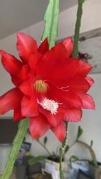 epiphyllum cactus ackermannii gewortelde stekken, Huis en Inrichting, Kamerplanten, Minder dan 100 cm, Bloeiende kamerplant, Halfschaduw