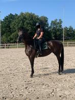 Lieve betrouwbare 11 jarige merrie. Zonik x Farrington., Dieren en Toebehoren, Merrie, Dressuurpaard, L, 11 jaar of ouder