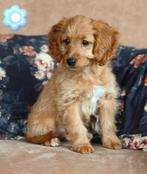 Prachtige mini doodle pups, Nederland, Overige rassen, CDV (hondenziekte), 8 tot 15 weken