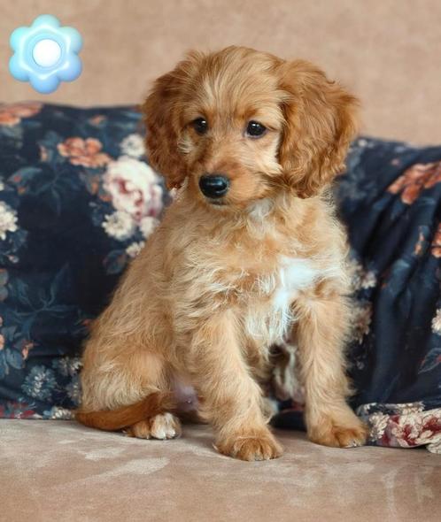 Prachtige mini doodle pups, Dieren en Toebehoren, Honden | Chihuahua's en Gezelschapshonden, Meerdere dieren, Overige rassen, Fokker | Professioneel
