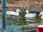 Te koop witte en wildkleur carolina, Dieren en Toebehoren, Pluimvee, Meerdere dieren, Eend