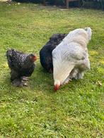 Prachtige brahma’s haan twee hennen en een kuiken, Dieren en Toebehoren, Pluimvee, Meerdere dieren, Kip