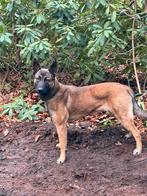 Mechelse herder teef, Dieren en Toebehoren, 1 tot 2 jaar, Teef, Parvo, Eén hond