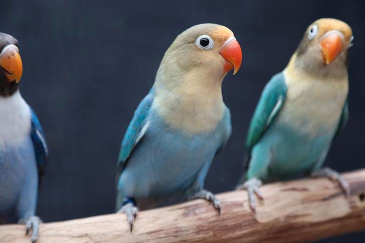 Jonge Baby Agapornis | Fischeri | Div. Kleuren | Handtam, Dieren en Toebehoren, Vogels | Parkieten en Papegaaien, Dwergpapegaai of Agapornis