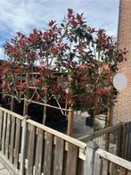 Glansmispel, Leiboom Photinia VAN € 115,= NU € 79,50, Tuin en Terras, Planten | Bomen, Leiboom, Halfschaduw, Lente, 250 tot 400 cm