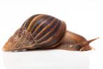 Baby Agaatslak, Dieren en Toebehoren, Juli, Meerdere dieren