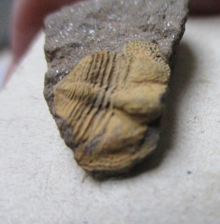 fossiele trilobiet Deanaspis goldfussi, Tsjechie, Ordovicium, Verzamelen, Mineralen en Fossielen, Fossiel, Verzenden