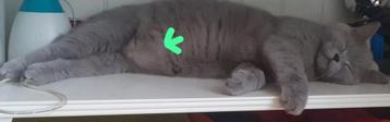 Te koop  Brits Korthaar kittens 8 weken  beschikbaar voor biedingen