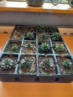 Echeveria vetplanten 1 tray voor 10 euro, Minder dan 100 cm, Halfschaduw, Ophalen