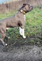 Ervaren American stafford dekreu open for stud, Dieren en Toebehoren, Rabiës (hondsdolheid), Reu, 1 tot 2 jaar, Eén hond