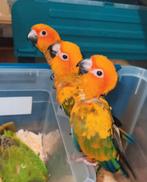 Super tam 3 zonparkieten baby's 2 en half maanden oud, Meerdere dieren, Parkiet, Pratend
