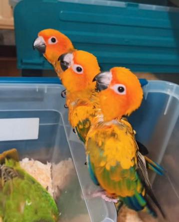 Super tam 3 zonparkieten baby's 2 en half maanden oud  beschikbaar voor biedingen
