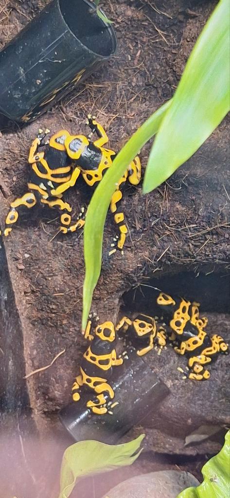 Dendrobatus leucomelas gifkikkers nakweek