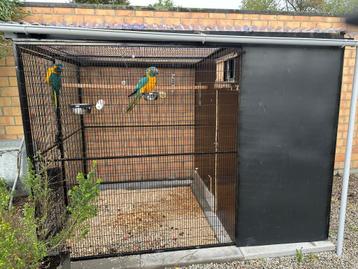 NIEUWE STEVIGE VOLIERE VOOR GRASPAKIET OF PALMKAKATOE beschikbaar voor biedingen
