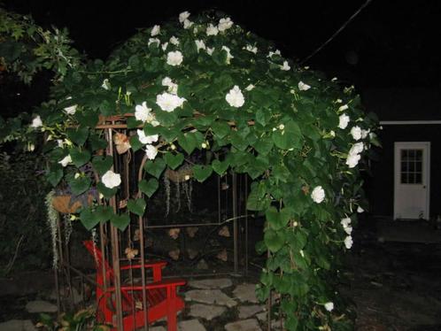 Nr 10/ zaden van witte Maanbloem - Ipomoea noctiflora gigant, Tuin en Terras, Bloembollen en Zaden, Zaad, Voorjaar, Volle zon