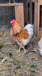 Koppeltje Wynandotte kriel, Dieren en Toebehoren, Pluimvee, Meerdere dieren, Kip