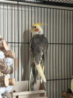 Valkparkiet jonkies, Dieren en Toebehoren, Meerdere dieren, Parkiet