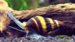 Anatome Helena - Assasin snail - Slak etende slak, Zoetwatervis, Slak of Weekdier