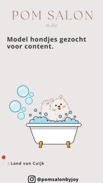 Pomeranian trimspecialist Knippen & wassen, Dieren en Toebehoren, Ophalen, Zo goed als nieuw