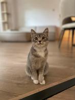 Dekkater gezocht. (Poes niet te koop.), Dieren en Toebehoren, Katten en Kittens | Dekkaters