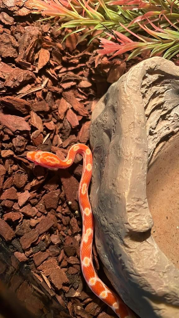 jonge Rattenslangen Pantherophis guttatus nakweek 25
