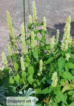 Dropplant Agastache wit en paars insectenplant langbloeiend, Ophalen, Zomer, Vaste plant