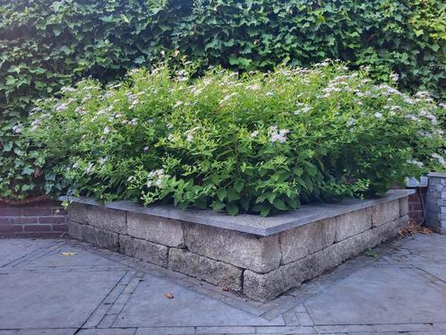 Natuursteen bloembak + bijna nieuwe planten/bloemen, Tuin en Terras, Bloembakken en Plantenbakken, Zo goed als nieuw, Steen, Ophalen