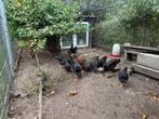 Jonge kippen te koop, Dieren en Toebehoren, Meerdere dieren, Kip