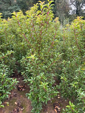 NIEUW SOORT! Portugese laurier prunus brenelia 150-175 kluit beschikbaar voor biedingen