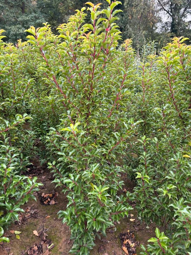 NIEUW SOORT! Portugese laurier prunus brenelia 150-175 kluit, Tuin en Terras, Planten | Struiken en Hagen, Laurier, 100 tot 250 cm