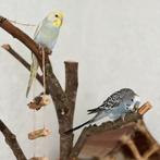 Lieve parkieten zoeken een warm huisje, Meerdere dieren, Parkiet