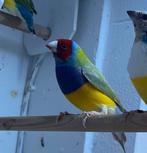 Gouldamadines mannen, Dieren en Toebehoren, Vogels | Overige Vogels, Mannelijk, Tropenvogel, Geringd