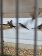 Vele vogels, Meerdere dieren, Tam