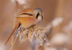 Baardmannetje man, Dieren en Toebehoren, Vogels | Overige Vogels, Mannelijk, Wildzangvogel, Geringd
