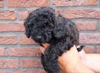 Dwergpoedel x toypoedel, Dieren en Toebehoren, Honden | Chihuahua's en Gezelschapshonden, Poedel, CDV (hondenziekte), 8 tot 15 weken