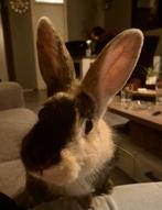 Konijn, Dieren en Toebehoren, Konijnen, Vrouwelijk, Middelgroot, 0 tot 2 jaar