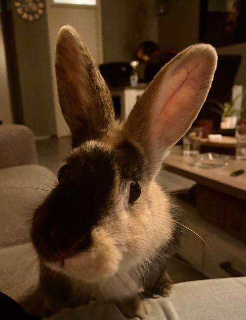 Konijn, Dieren en Toebehoren, Konijnen, Middelgroot, Vrouwelijk, 0 tot 2 jaar