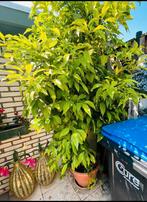 Te koop angeboden wenterhard orang boom,12 Jaar Oud.€400., Ophalen of Verzenden