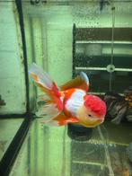 Fancy Goldfish Oranda tri color HQ, Dieren en Toebehoren, Vissen | Aquariumvissen, Vis
