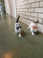 2 boerderijkittens, Dieren en Toebehoren, Katten en Kittens | Overige Katten, Meerdere dieren