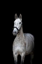 4 jarige talentvolle PRE merrie, Dieren en Toebehoren, Paarden, Merrie, Minder dan 160 cm, B, 3 tot 6 jaar