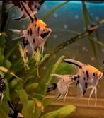 10 x Licht oranje maanvissen €3.50 per stuk 6/7 cm, Dieren en Toebehoren, Vissen | Aquariumvissen, Vis, Zoetwatervis, Schoolvis
