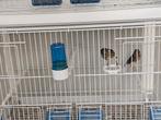 Bastaard parva/ timbrado 2 poppen, Dieren en Toebehoren, Vrouwelijk