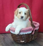 Nog 1 ee red border collie pup met stamboom, Nederland, Reu, CDV (hondenziekte), 8 tot 15 weken