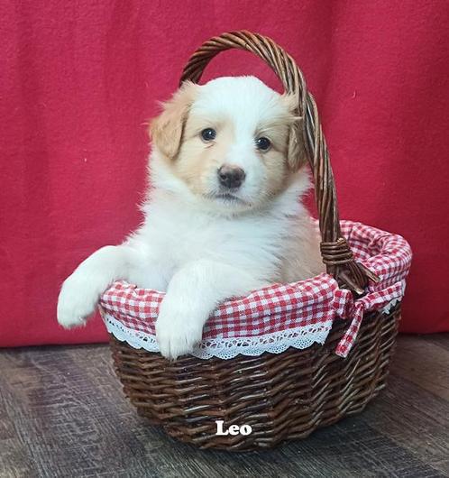 Nog 1 ee red border collie pup met stamboom, Dieren en Toebehoren, Honden | Herdershonden en Veedrijvers, Reu, Collie, Fokker | Professioneel