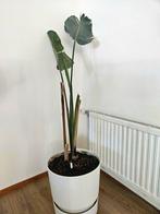 Sterelitzia met grote pot, Ophalen, Overige soorten, Minder dan 100 cm