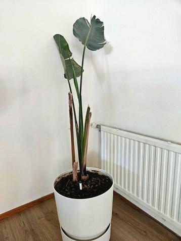 Sterelitzia met grote pot beschikbaar voor biedingen